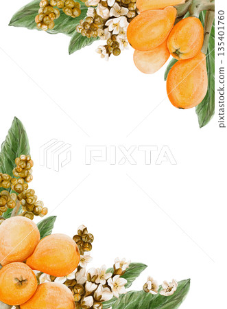 Frame with exotic fruits. Medlar flowers. Orange round fruit on branches and sliced. Leaves and small white inflorescences. Decorative design. Vintage botanical style. Watercolor hand-drawn.  135401760