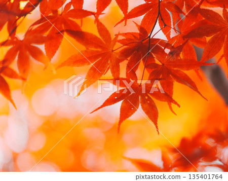 Autumn Hiraoka Arboriculture Center Autumn leaves Autumn Hiraoka Arboriculture Center Autumn leaves 135401764