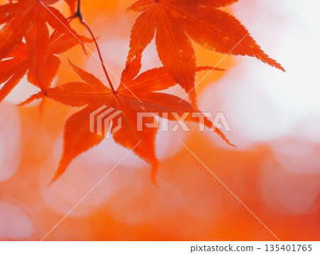Autumn Hiraoka Arboriculture Center Autumn leaves Autumn Hiraoka Arboriculture Center Autumn leaves 135401765
