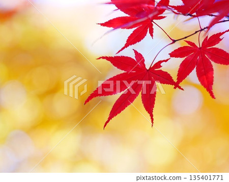 秋天 平岡樹木栽培中心 秋葉 秋天 平岡樹木栽培中心 秋葉 135401771