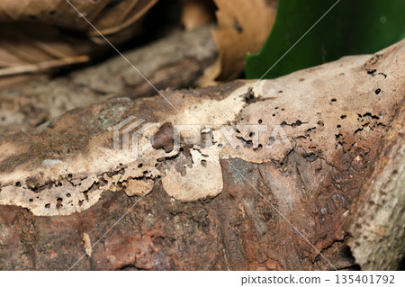 A dried-up, cracked and holed Pleurotus mushroom in a winter forest (macro photography of natural fungi and mushrooms) A dried-up, cracked and holed Pleurotus mushroom in a winter forest (macro photography of natural fungi and mushrooms) 135401792
