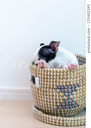 波士頓梗幼犬 波士頓梗幼犬 135402345