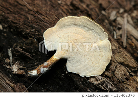 在一棵腐爛的樹幹上，生長著一種蘑菇，其腹孔帶有美麗的環狀圖案（自然環境中蘑菇的微距攝影）。 135402376