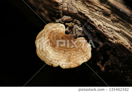 A beautiful ring-shaped mushroom on the side of a rotten tree (macro photography of fungi and mushrooms in the natural environment) A beautiful ring-shaped mushroom on the side of a rotten tree (macro photography of fungi and mushrooms in the natural environment) 135402382