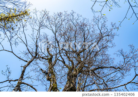 Mount Osorakan in early summer: budding beech treetops and blue skies 2, Akiota Town, Yamagata County, Hiroshima Prefecture Mount Osorakan in early summer: budding beech treetops and blue skies 2, Akiota Town, Yamagata County, Hiroshima Prefecture 135402406