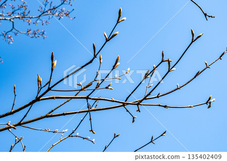 Early summer at Mount Osorakan: Budding treetops and blue skies, Akiota Town, Yamagata County, Hiroshima Prefecture Early summer at Mount Osorakan: Budding treetops and blue skies, Akiota Town, Yamagata County, Hiroshima Prefecture 135402409