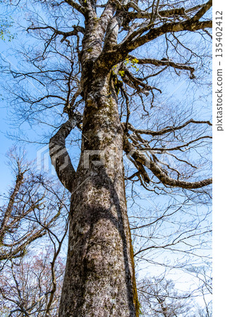 Mount Osorakan in early summer: A large beech tree before budding 2, Akiota Town, Yamagata County, Hiroshima Prefecture Mount Osorakan in early summer: A large beech tree before budding 2, Akiota Town, Yamagata County, Hiroshima Prefecture 135402412
