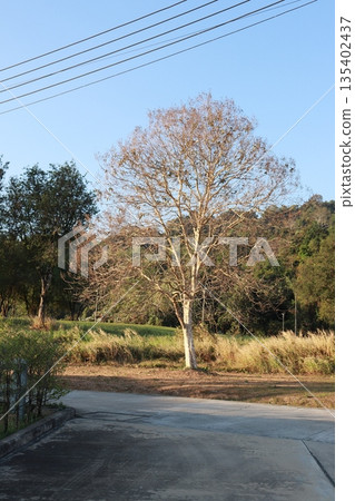 Majestic tree stands tall with bare branches against sky. 135402437
