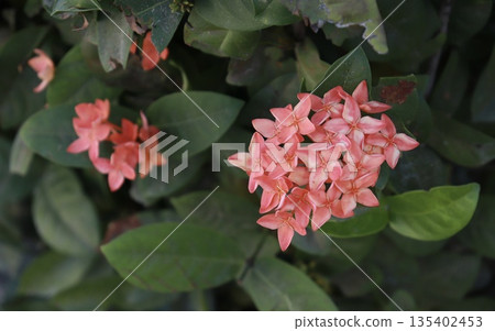 Bright Pale red ixora flowers blooming vividly in natural garden Bright Pale red ixora flowers blooming vividly in natural garden 135402453