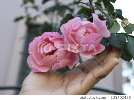 Two Pink Stone Rose resting gently in open human palm. Two Pink Stone Rose resting gently in open human palm. 135402456