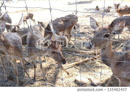 Wild deer peacefully chew on bones in their natural habitat. 135402457
