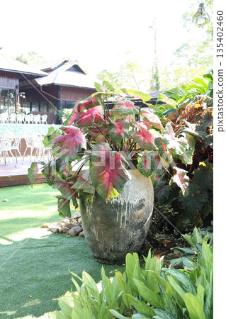 Colorful caladium leaves arranged in large garden vase 135402460