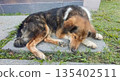 Tricolor dog peacefully resting in a quiet environment 135402511