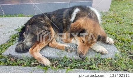 Tricolor dog peacefully resting in a quiet environment Tricolor dog peacefully resting in a quiet environment 135402511