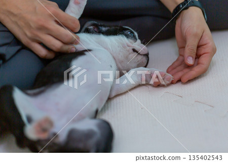 波士頓梗幼犬和女人 135402543