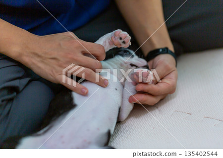 Boston terrier puppy and woman 135402544