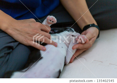 Boston terrier puppy and woman 135402545