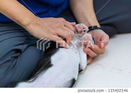 Boston terrier puppy and woman Boston terrier puppy and woman 135402546