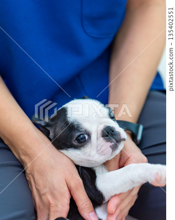 波士頓梗幼犬和女人 波士頓梗幼犬和女人 135402551