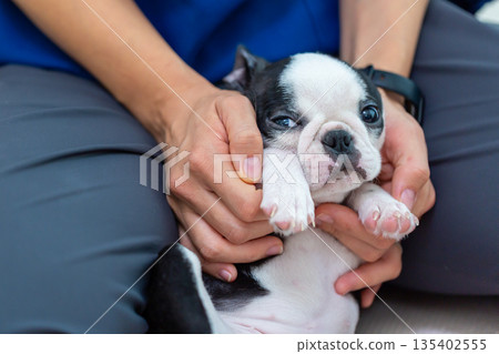 波士頓梗幼犬和女人 波士頓梗幼犬和女人 135402555