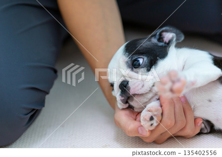 Boston terrier puppy and woman Boston terrier puppy and woman 135402556