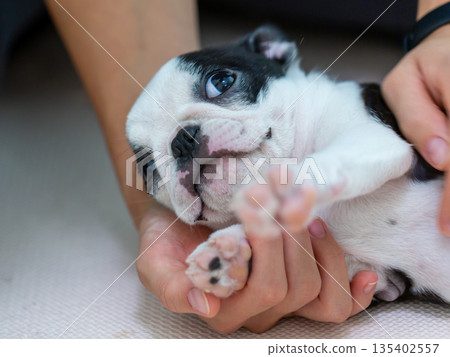 Boston terrier puppy and woman Boston terrier puppy and woman 135402557