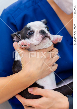 Boston terrier puppy and woman Boston terrier puppy and woman 135402560