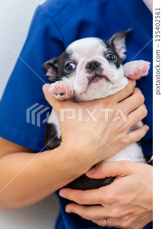 Boston terrier puppy and woman Boston terrier puppy and woman 135402561