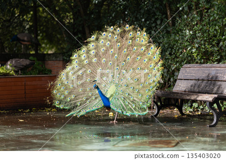 Peacock fanning iridescent tail feathers for attracting mates Peacock fanning iridescent tail feathers for attracting mates 135403020