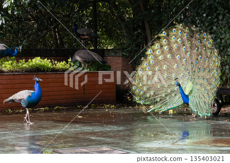 Male peacock displaying iridescent tail feathers in garden Male peacock displaying iridescent tail feathers in garden 135403021