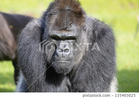 Gorilla silverback looking directly at the viewer Gorilla silverback looking directly at the viewer 135403025