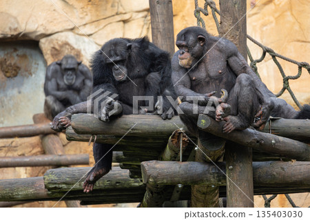 Chimpanzees resting on a wooden structure watching Chimpanzees resting on a wooden structure watching 135403030