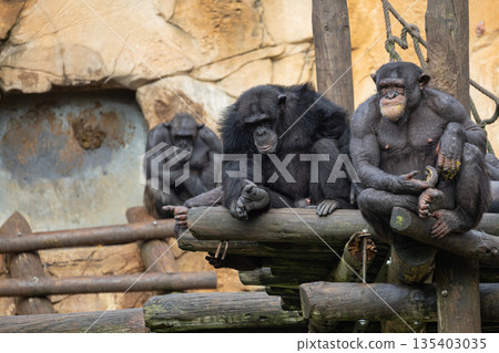 Chimpanzees resting and eating on wooden platform 135403035