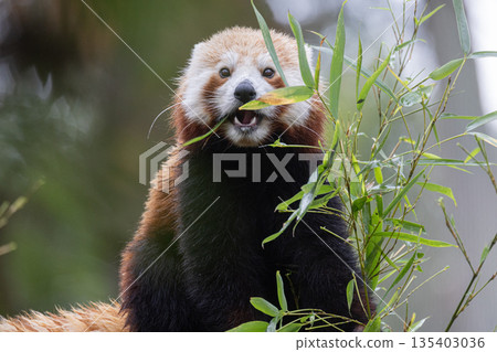 Red panda eating bamboo leaves in natural habitat Red panda eating bamboo leaves in natural habitat 135403036