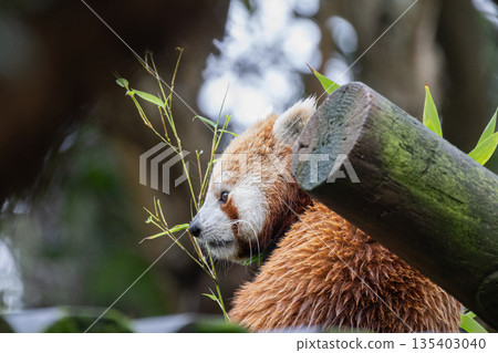 Red panda eating bamboo leaves in natural habitat 135403040