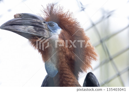 Rufous-necked hornbill bird head profile looking 135403041