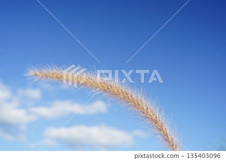 紫色噴泉玻璃 135403096