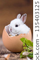 小兔子進入蛋 135403125
