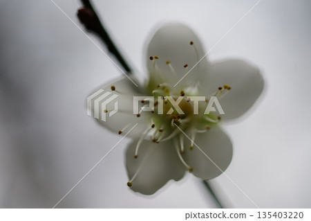梅 梅 135403220