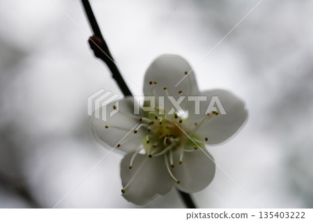 梅 梅 135403222