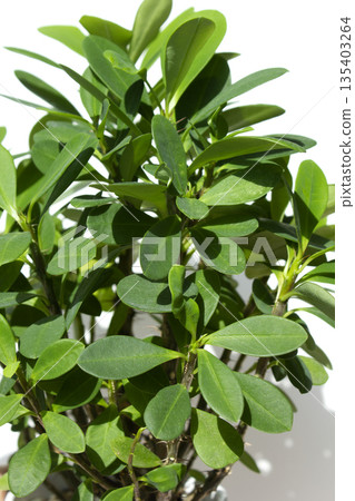 Euphorbia milii on a white background 135403264