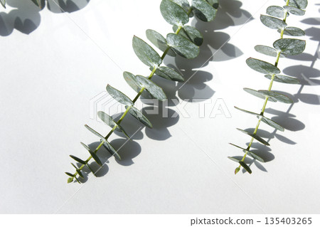 Eucalyptus leaves on a white background Eucalyptus leaves on a white background 135403265