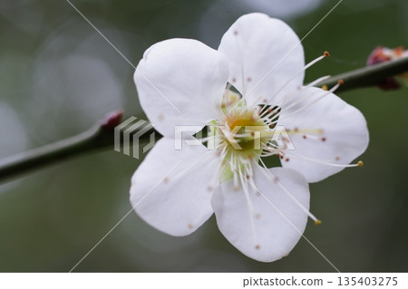Plum blossom Plum blossom 135403275