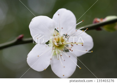 梅花 135403276