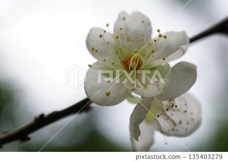 Plum blossom Plum blossom 135403279