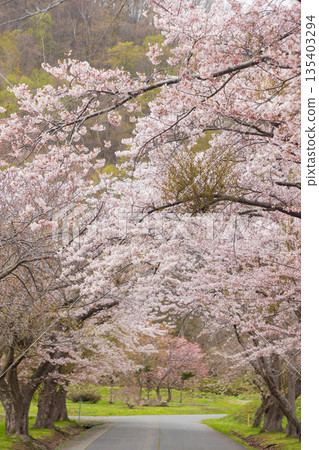 Hokkaido Sobetsu Eboshiiwa Park Spring 2025 Hokkaido Sobetsu Eboshiiwa Park Spring 2025 135403294
