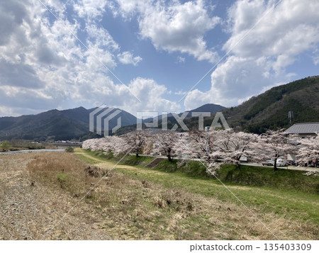 從神山橋上看到的春景 135403309