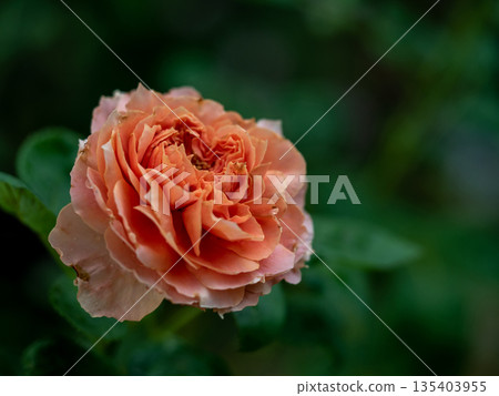 Shape and colors of imperfect roses that bloom in Tropical climates Shape and colors of imperfect roses that bloom in Tropical climates 135403955