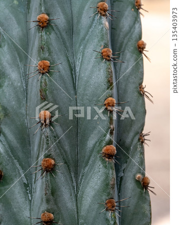 Round and fluffy around the sharp thorns on the cactus Round and fluffy around the sharp thorns on the cactus 135403973