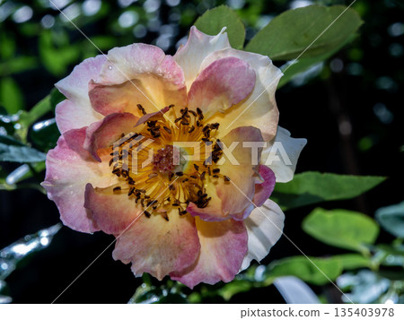 Shape and colors of rose that bloom in the garden Shape and colors of rose that bloom in the garden 135403978